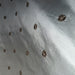 Dakota Fabric in color Bluebell is a Floral Dotted Embroidered Silk Fabric that is good for Drapery & Curtain Fabric
