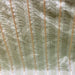 Tresse Fabric in color Pistachio is a Multi-Colored Stripe Silk Fabric pattern good for Drapery & Curtain Fabric